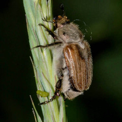 Chaetopteroplia segetum