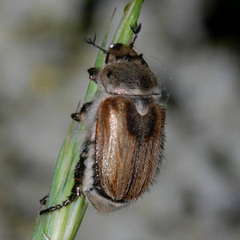 Chaetopteroplia segetum