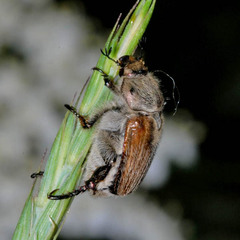 Chaetopteroplia segetum