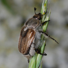 Chaetopteroplia segetum