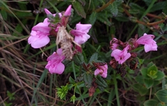 Impatiens chinensis