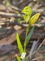 Pterostylis stenosepala