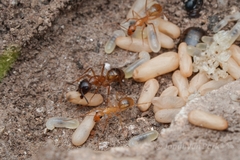 Camponotus pudorosus