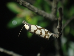 Scaptesyle dichotoma