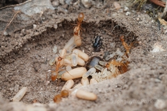 Camponotus pudorosus