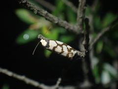 Scaptesyle dichotoma