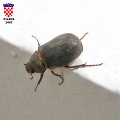 Aplidia transversa