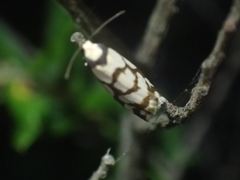 Scaptesyle dichotoma