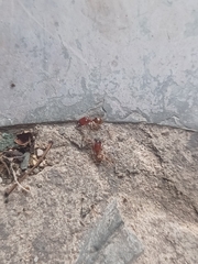 Pheidole