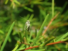 Scaptesyle dichotoma