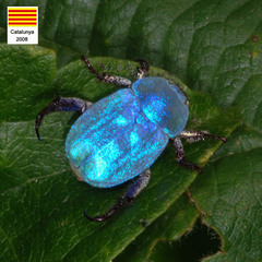 Hoplia coerulea