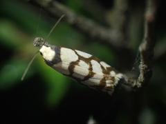 Scaptesyle dichotoma