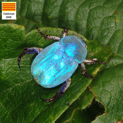Hoplia coerulea