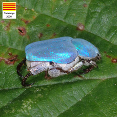 Hoplia coerulea