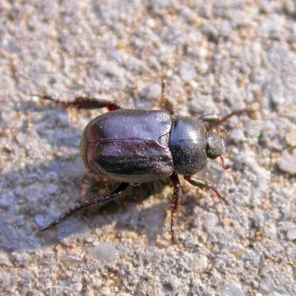 Hoplia hungarica