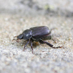 Hoplia hungarica