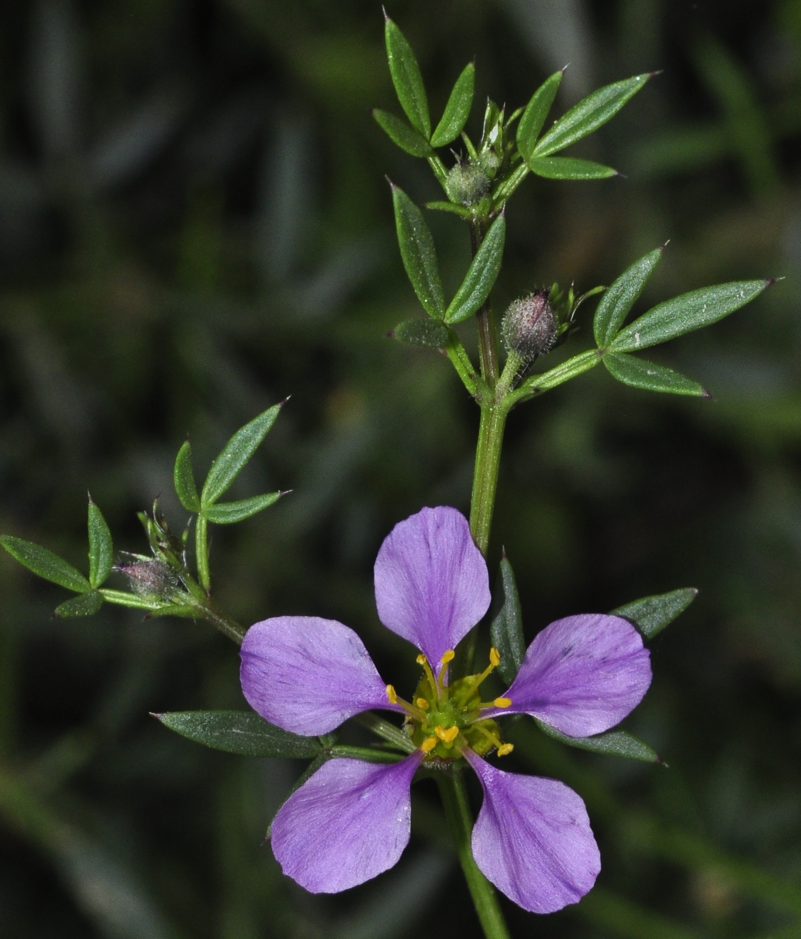 Fagonia