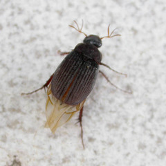Maladera holosericea