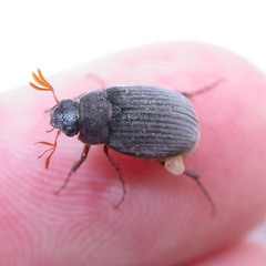 Maladera holosericea