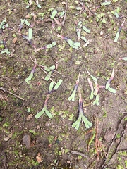 Plagiochasma rupestre