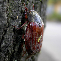 Melolontha melolontha