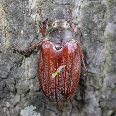 Melolontha melolontha