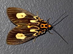 Asota plagiata