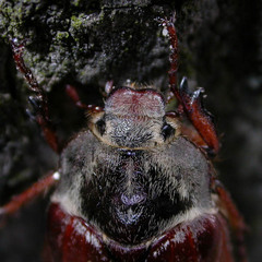 Melolontha melolontha