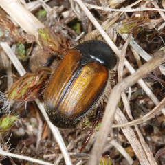 Omaloplia nigromarginata