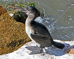 Phalacrocorax fuscescens