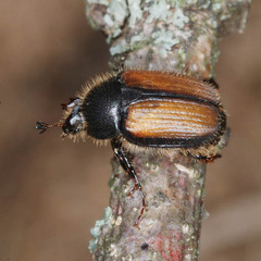 Omaloplia nigromarginata