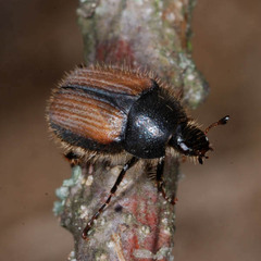 Omaloplia nigromarginata