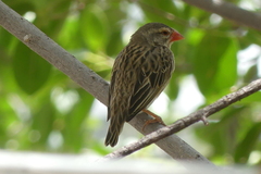 Quelea quelea lathamii