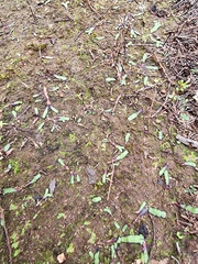 Plagiochasma rupestre