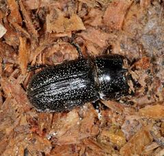 Sinodendron cylindricum