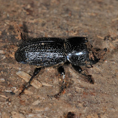 Sinodendron cylindricum