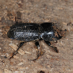 Sinodendron cylindricum