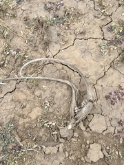 Proboscidea louisianica