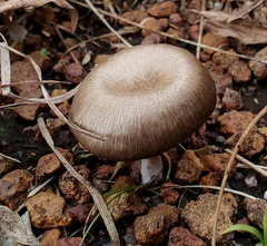 Amanita marmorata
