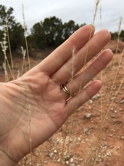 Bothriochloa barbinodis