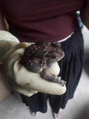 Duttaphrynus melanostictus