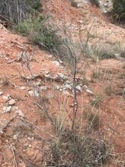 Mimosa aculeaticarpa