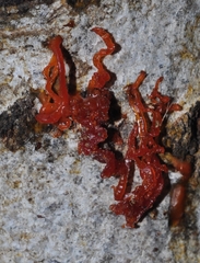 Cytospora chrysosperma