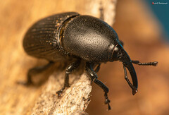 Scyphophorus acupunctatus