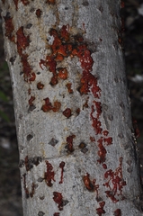 Cytospora chrysosperma