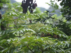 Aralia bipinnata