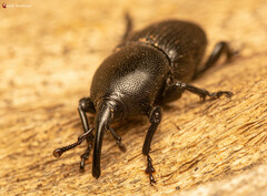 Scyphophorus acupunctatus