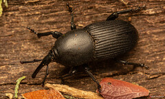 Scyphophorus acupunctatus