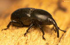 Scyphophorus acupunctatus