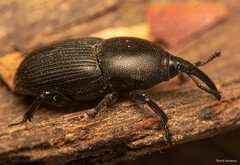 Scyphophorus acupunctatus